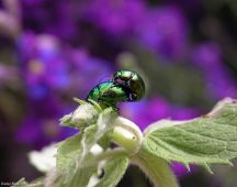 06 Blattkaefer-Paarung